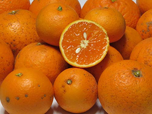 久幸園 訳ありすぎる清見オレンジ (3kg)