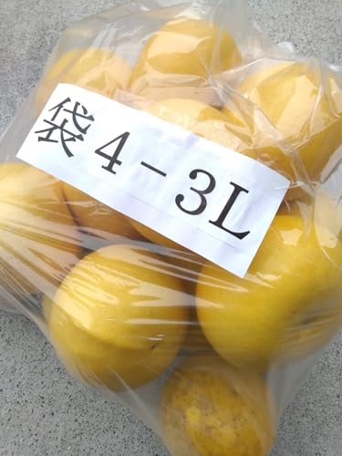 高知産 土佐文旦 袋入り 大玉４−３Ｌサイズ 約１０ｋｇ 訳あり品
