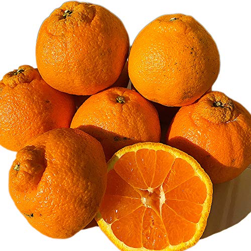 訳あり 不知火柑 約１０キロ前後 デコポンと同品種 ご家庭用 贈答用不可 厳選フルーツ マルイチ西川商店