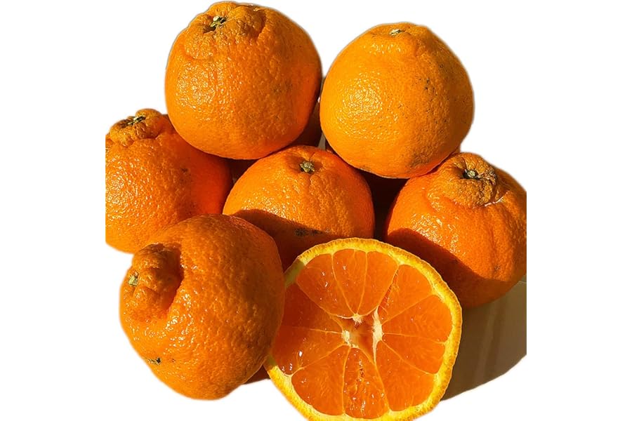 訳あり 不知火柑 約１０キロ前後 デコポンと同品種 ご家庭用 贈答用不可 厳選フルーツ マルイチ西川商店