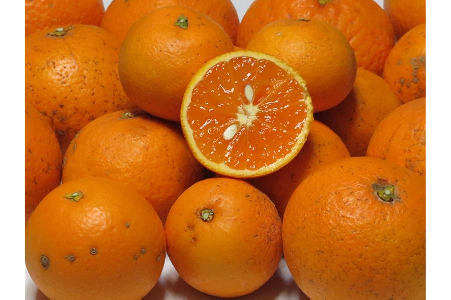 久幸園 訳ありすぎる清見オレンジ (3kg)